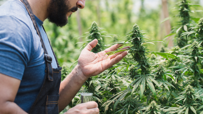Cannabis cultivator examining plants representing operators at every stage